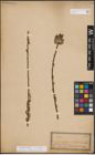 Foto von Salix discolor Muhl. x Salix humilis Marshall